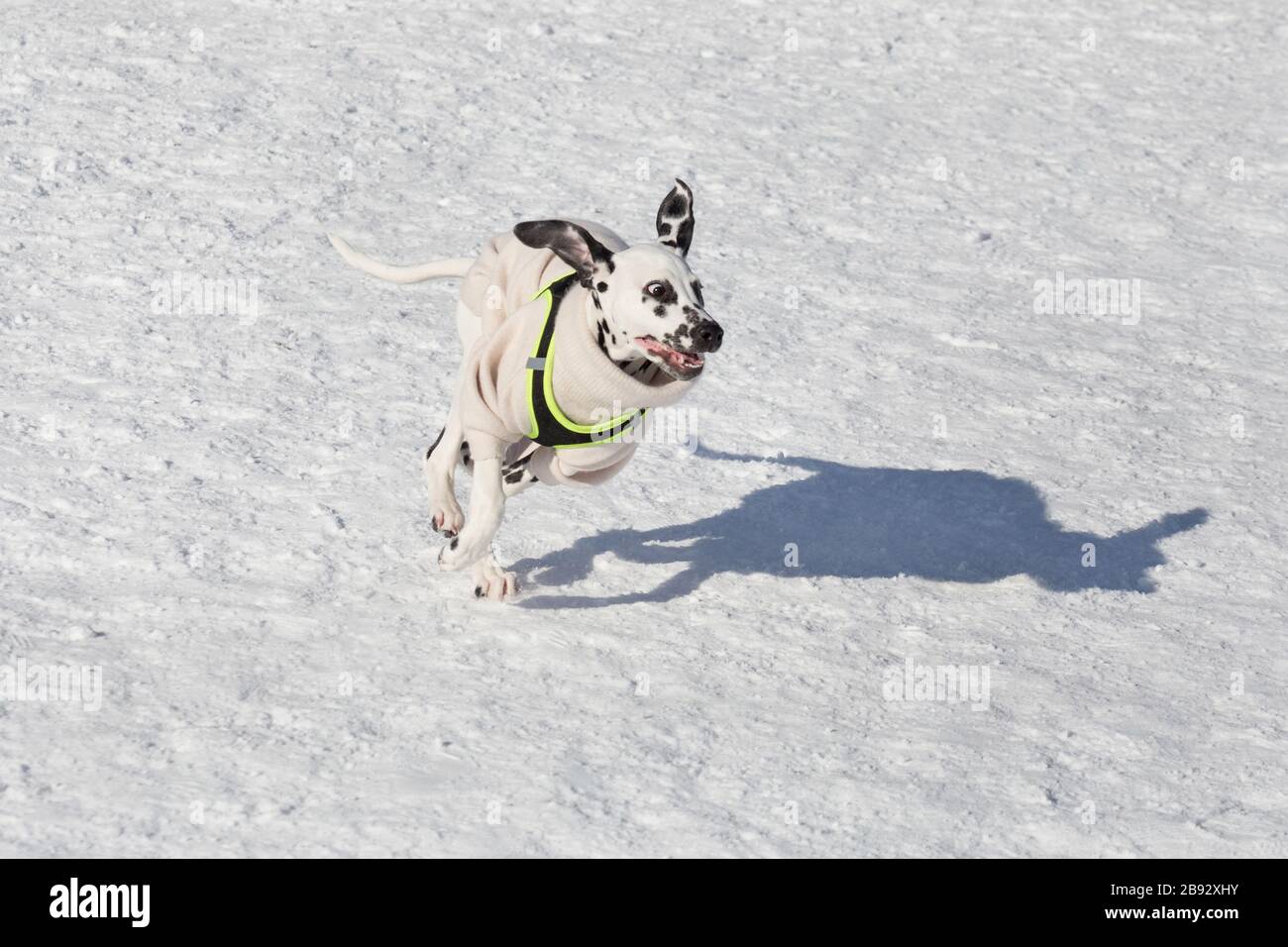 Carino cucciolo dalmata in bei vestiti da compagnia è in esecuzione nel parco invernale. Animali domestici. Cane di razza. Foto Stock