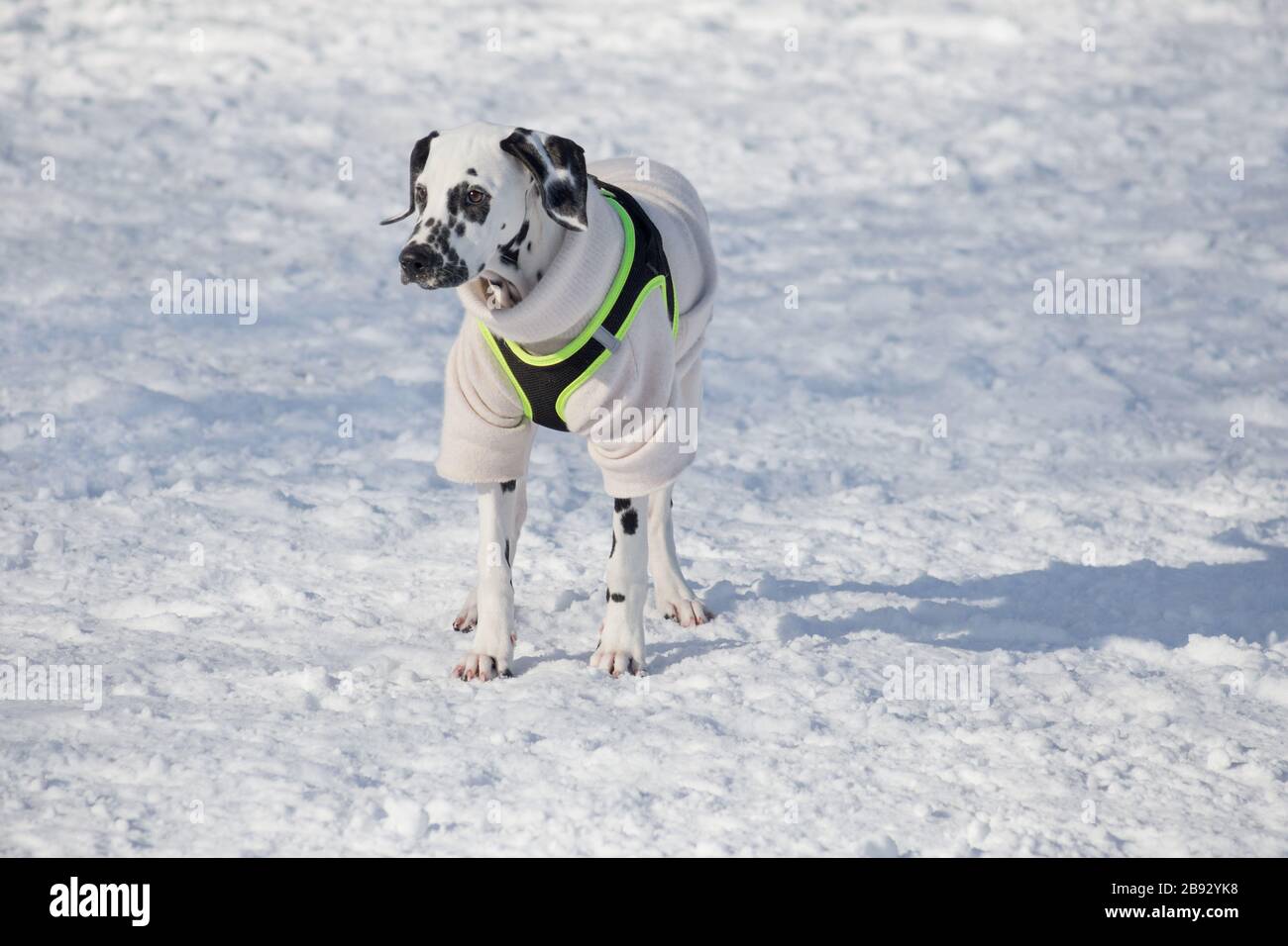 Carino cucciolo dalmata in bei vestiti da compagnia è in piedi nel parco invernale. Animali domestici. Cane di razza. Foto Stock