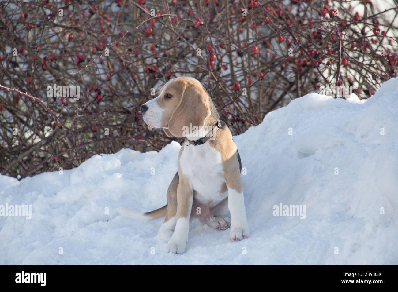 Carino cucciolo di beagle inglese è seduto su una neve bianca nel parco invernale. Animali domestici. Cane ribelle. Foto Stock