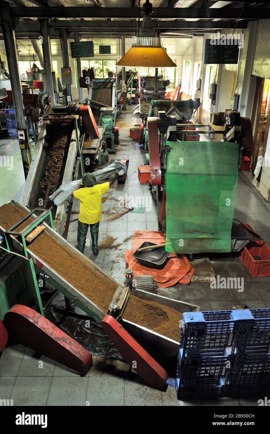 Sri Lanka, Nuwara Eliya, fabbrica di tè Damro, lavorazione del tè Foto Stock