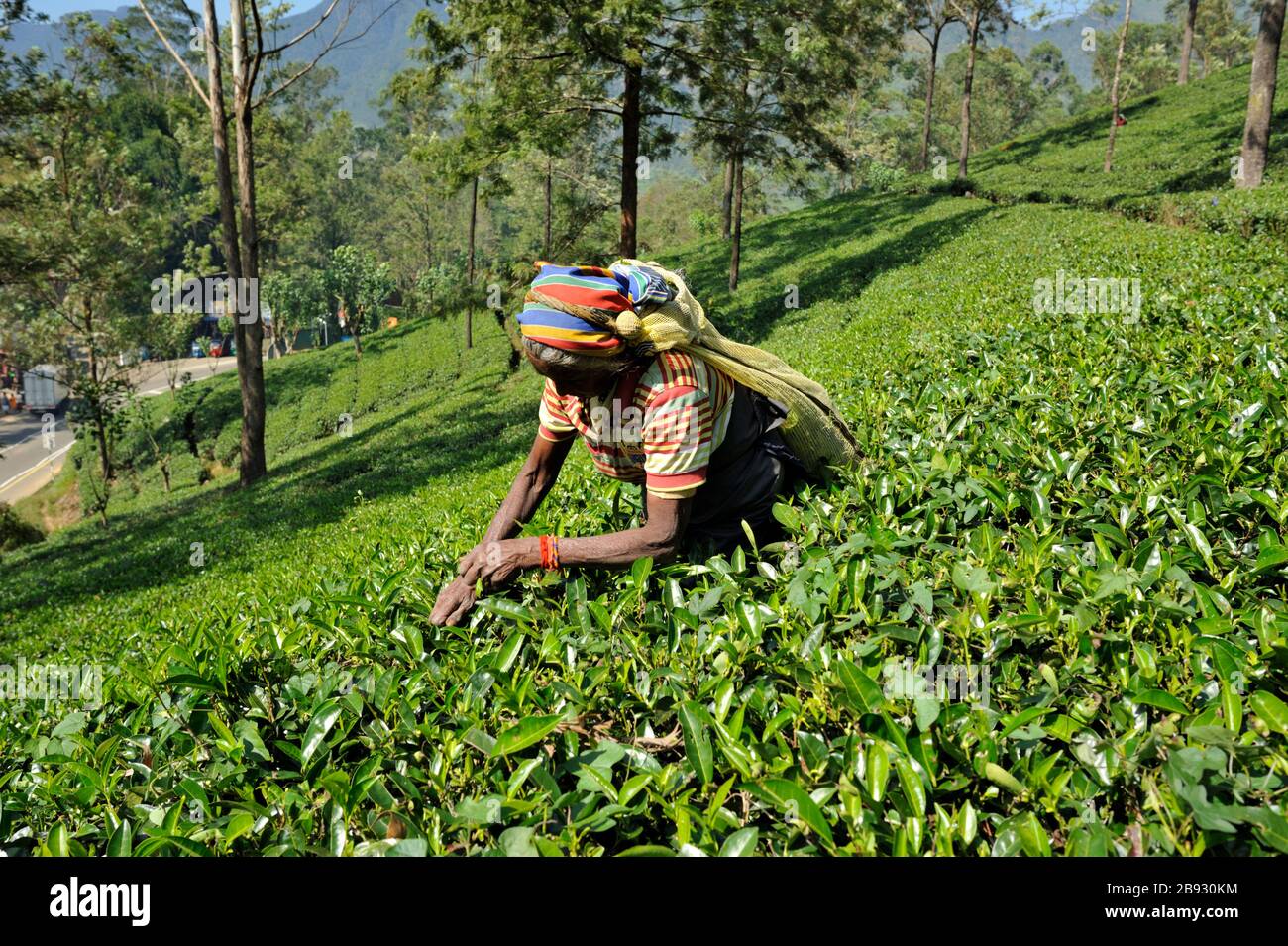 Sri Lanka, Nuwara Eliya, piantagione di tè, tamil donna plucking tè foglie Foto Stock