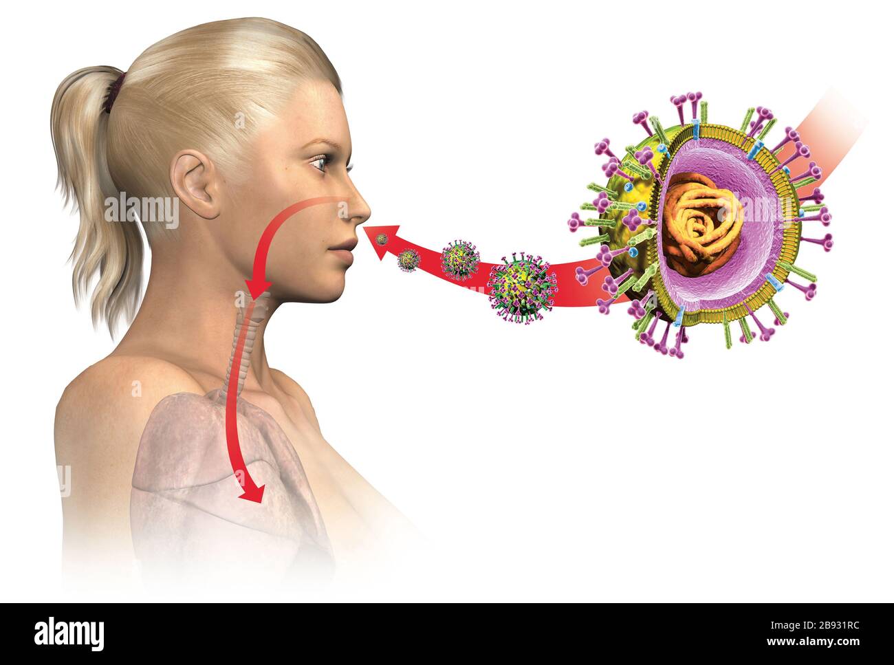 Illustrazione 3D che mostra virus influenzali con RNA, proteine di superficie emoagglutinina e neuraminidasi Foto Stock