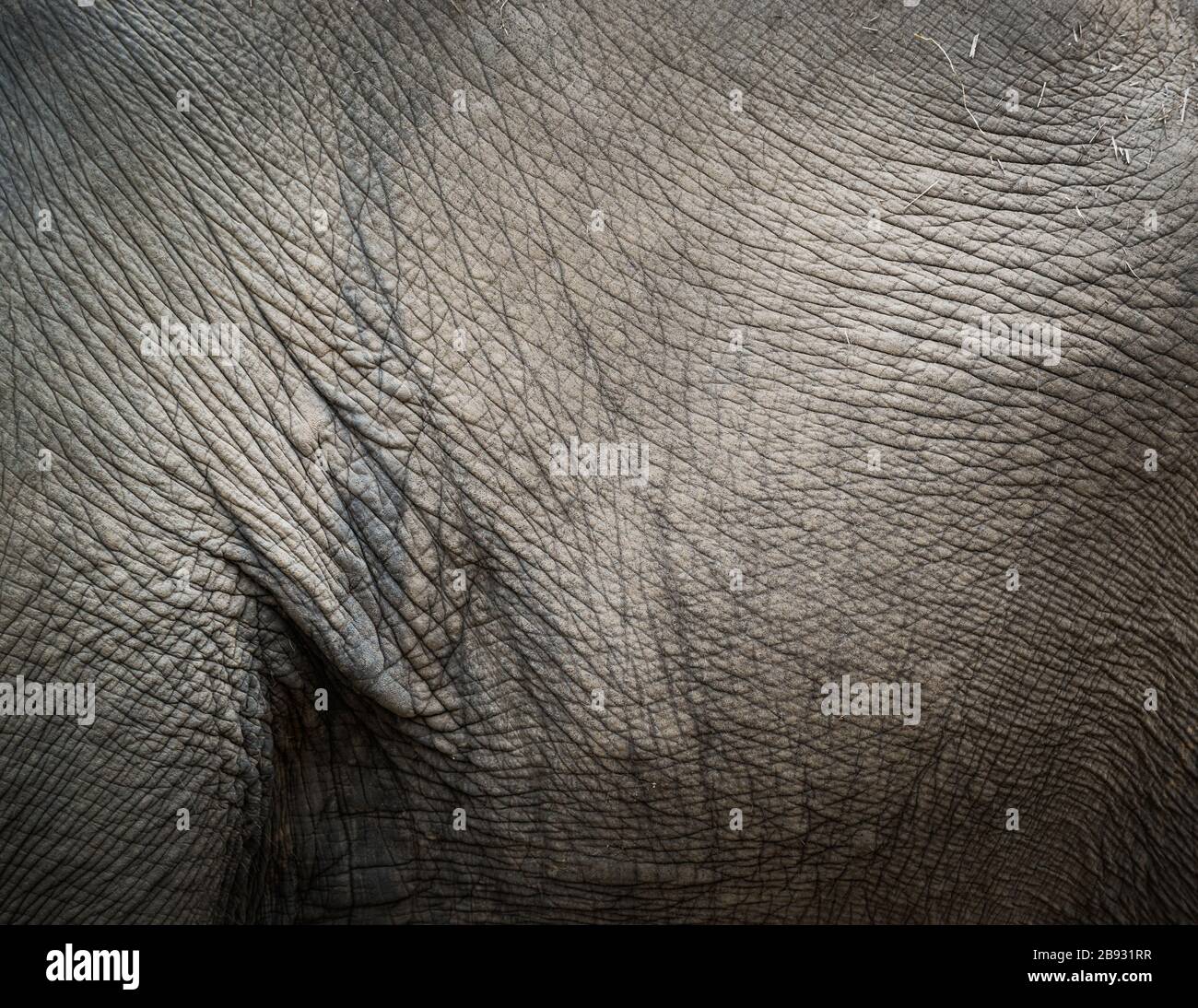 Elephant la texture della pelle Foto Stock