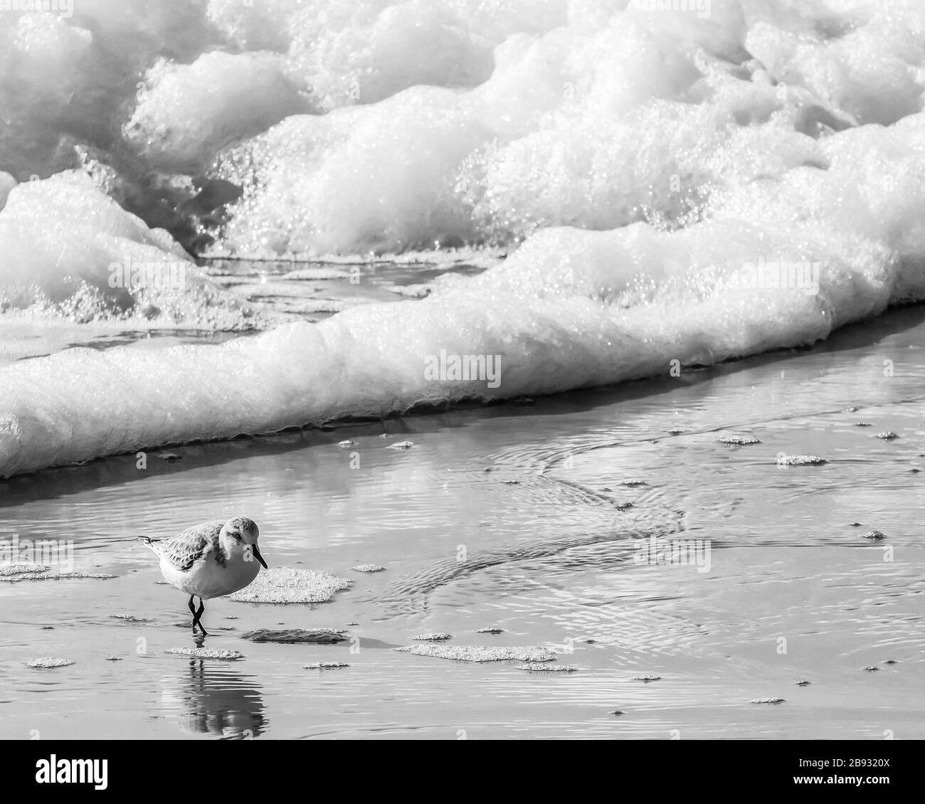 Shore bird alla ricerca di cibo lungo la riva, bianco e nero Foto Stock