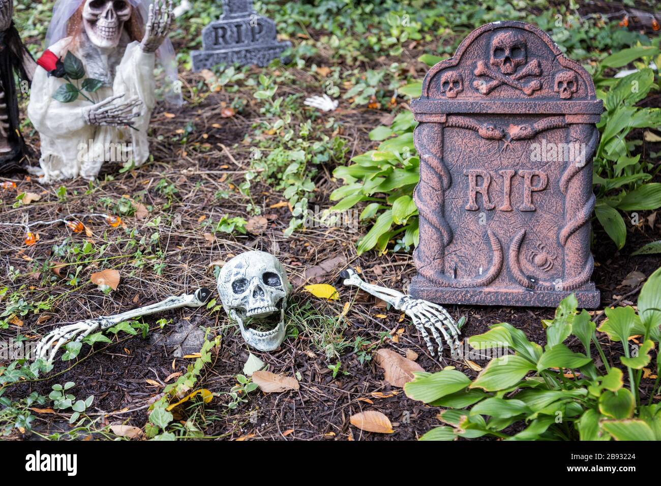 Decorazione di Halloween, teschi Foto Stock