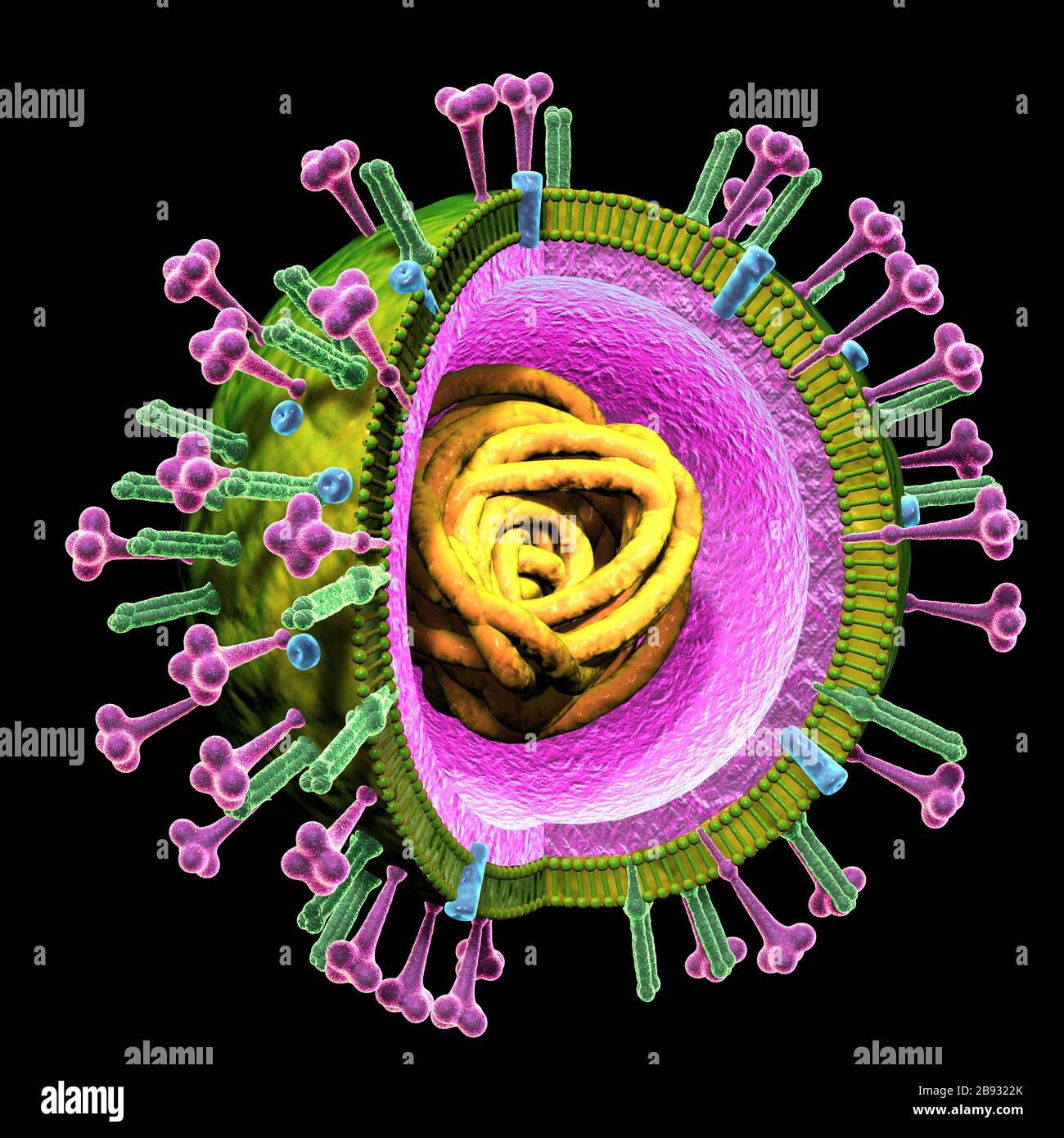 Illustrazione 3D che mostra virus influenzali con RNA, proteine di superficie emoagglutinina e neuraminidasi Foto Stock