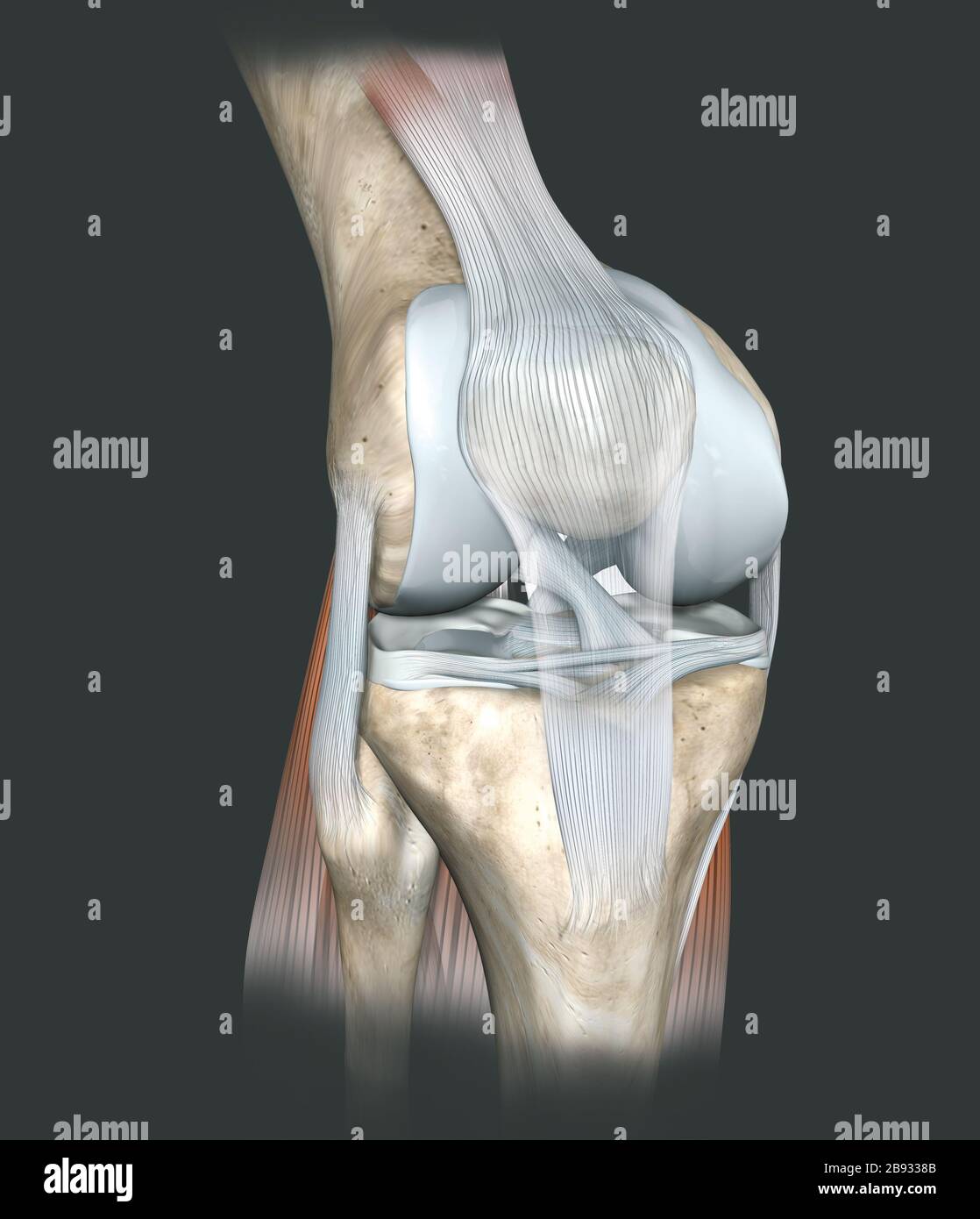 Illustrazione 3D che mostra l'articolazione del ginocchio umano con femore, cartilagine articolare, menisco, legamento collaterale mediale, cartilagine articolare, rotula, ginocchio, Foto Stock