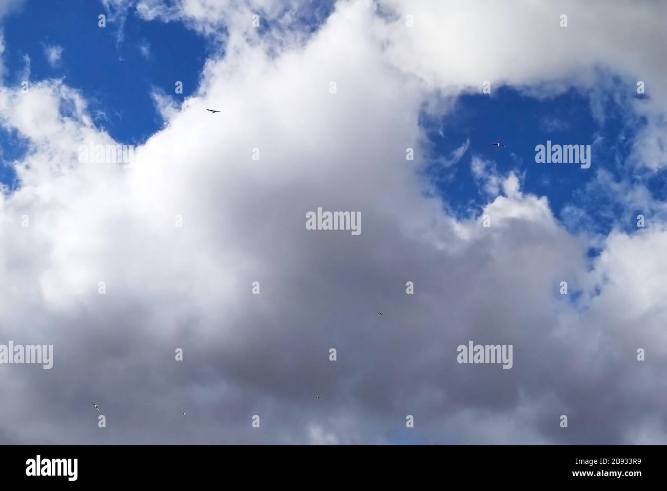 Uccelli nel cielo nuvoloso in lontananza. Foto Stock