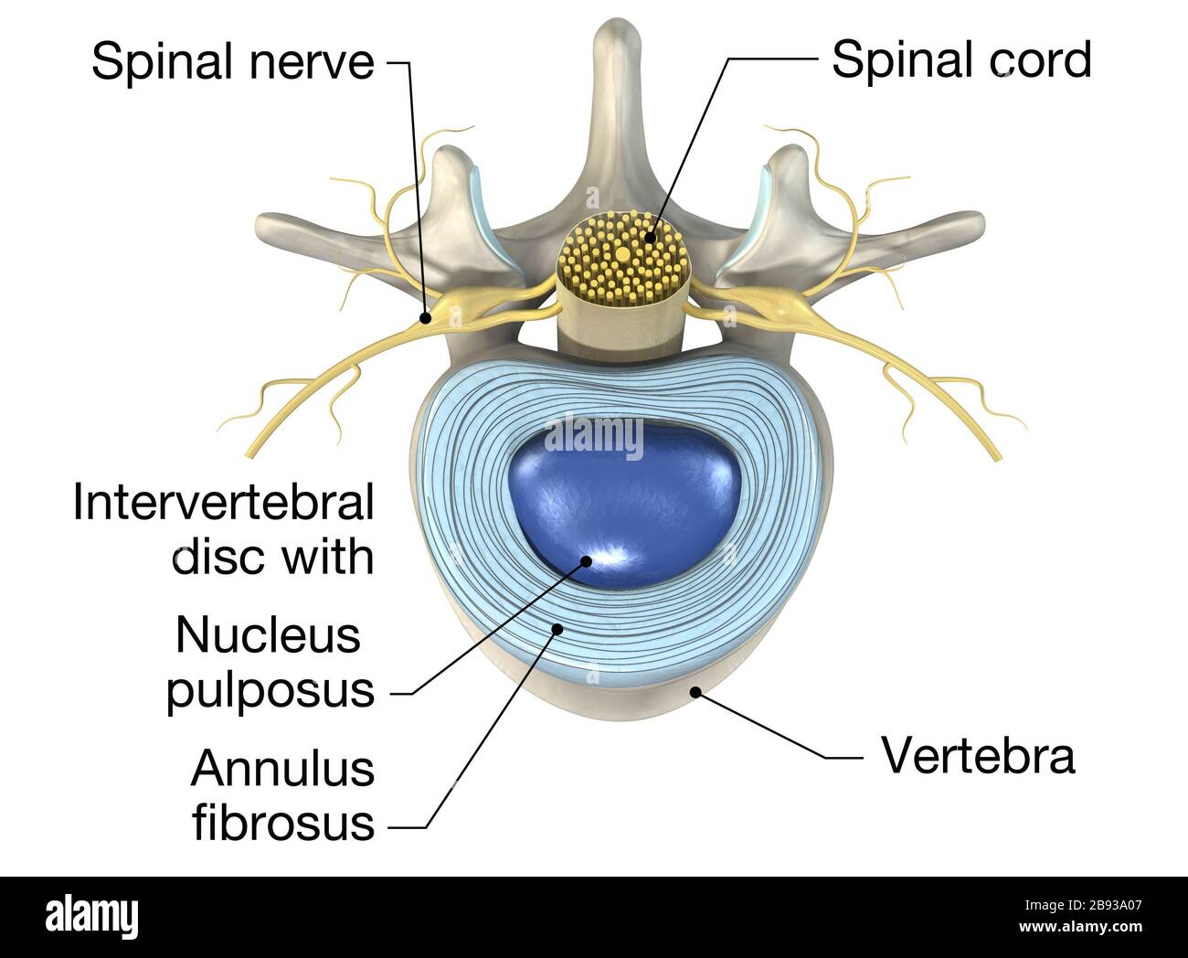 Illustrazione 3D che mostra la vertebra lombare con disco intervertebrale, illustrazione medica 3D Foto Stock