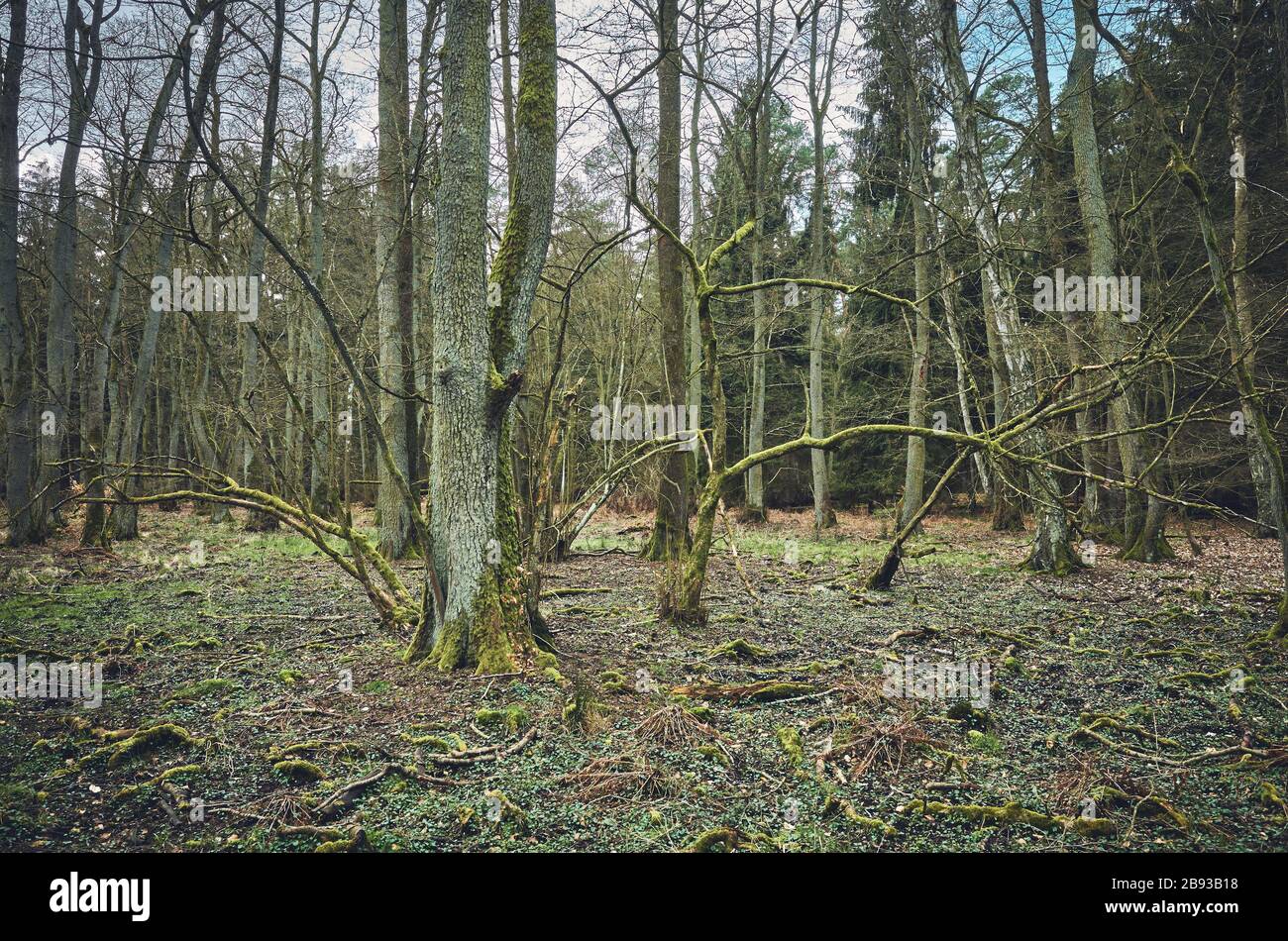 Immagine di una vecchia foresta, colore tonificante applicato. Foto Stock