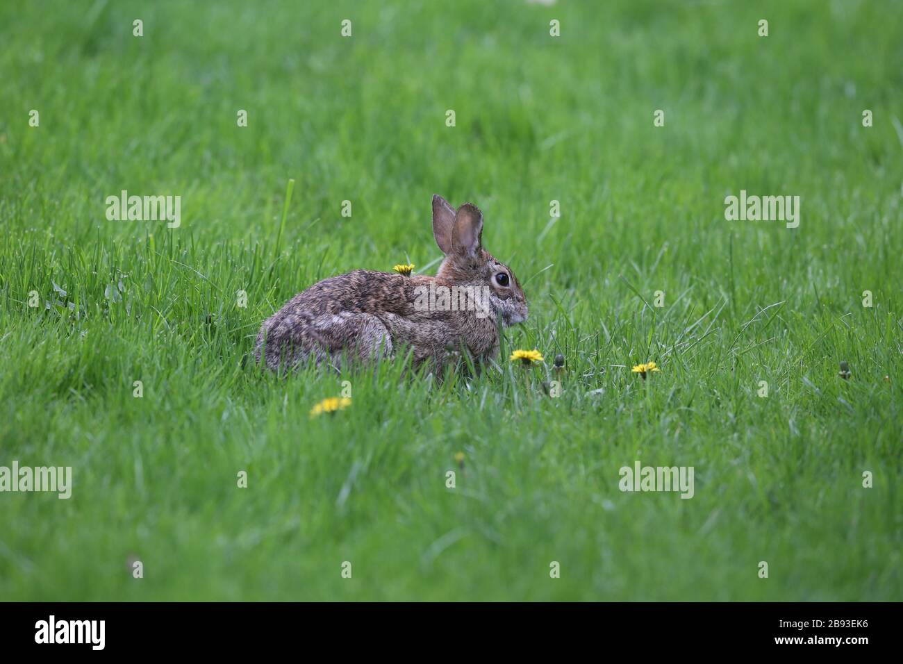 Cute Backyard Brush coniglio mangiare un leone dandy Foto Stock