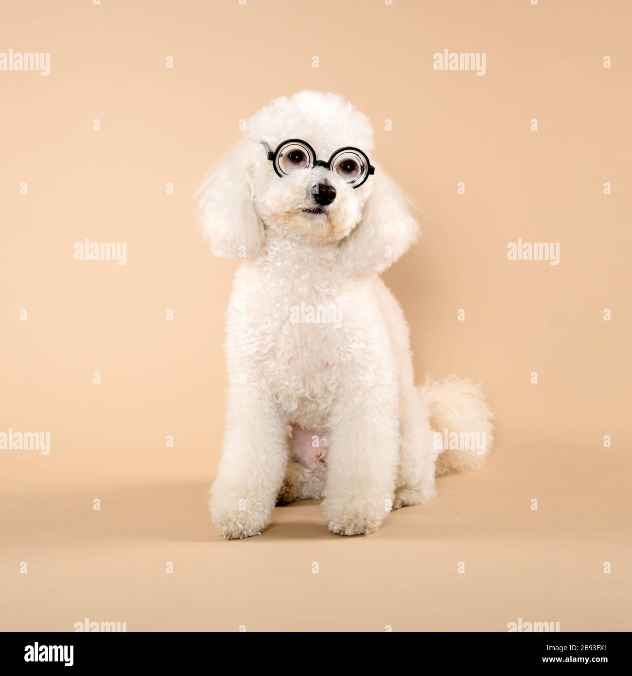 Adorabile poodle bianco morbido che indossa divertenti occhiali di stile retrò tondi mentre guarda lontano da un lato su uno sfondo di studio beige Foto Stock