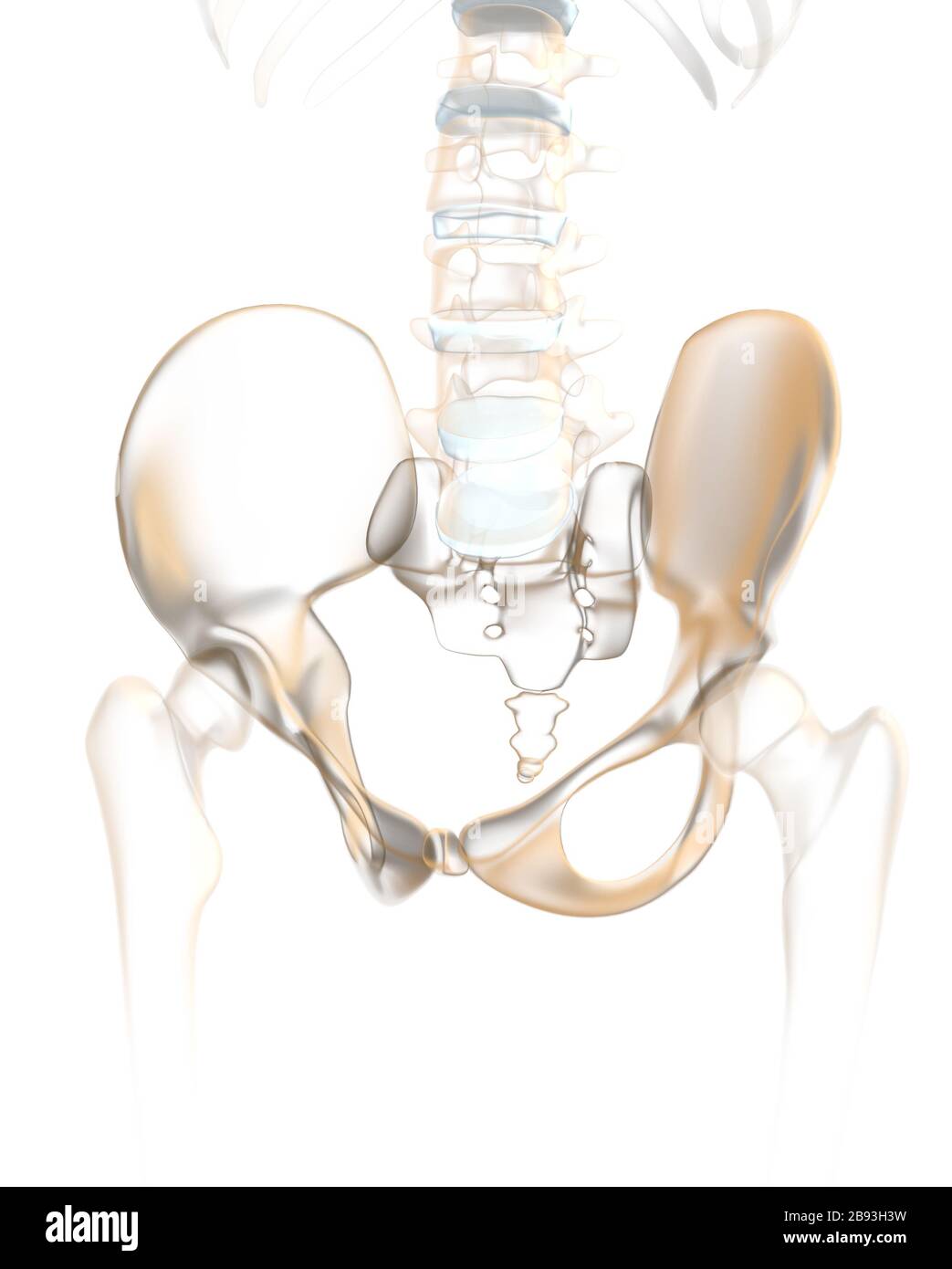 Colonna vertebrale umana con pelvi, articolazione sacroiliaca e vertebra lombata, llustrazione 3D anatomica Foto Stock