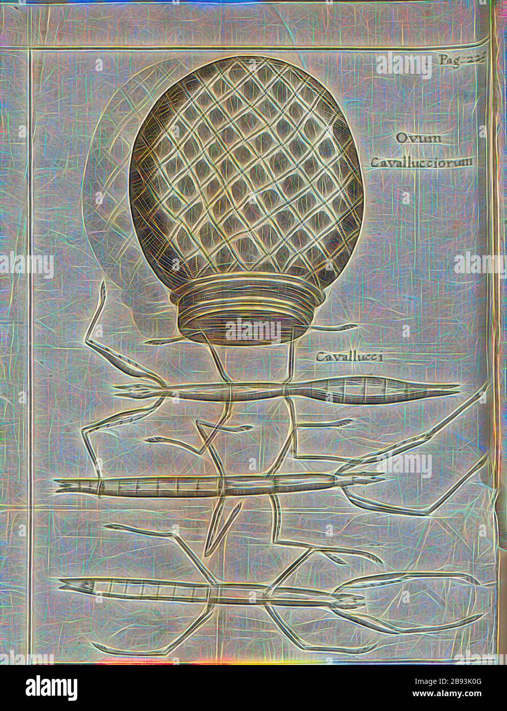 Ovum Cavallucciorum e Cavallucci, insetti, Fig. 5, p. 224, Frisius, Andreas (ed.), 1671, Francesco Redi: Experimenta circa generationem insetttorum (...). Amstelodami: Sumptibus Andreae Frisii, 1671, Reimagined by Gibon, design di calore allegro di luminosità e raggi di luce radianza. Arte classica reinventata con un tocco moderno. La fotografia ispirata al futurismo, che abbraccia l'energia dinamica della tecnologia moderna, del movimento, della velocità e rivoluziona la cultura. Foto Stock