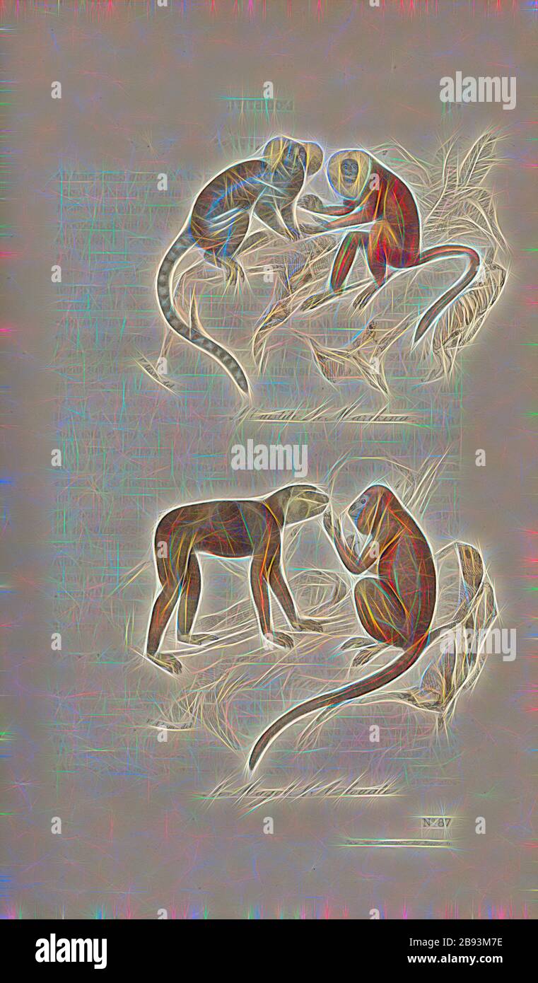 Gli ouistiti, la Marikina e il Magot, l'Alouate, Monkeys, hanno firmato: V. Adam del, Migneret sc, Fig. 10, n. 87, secondo p. 162, Adam, Victor (del.), Migneret (sc.), 1855, Georges Louis le Clerc de Buffon, Pierre Fourens: Oeuvres complètes de Buffon avec la nomenclature Linnéenne et la classification de Cuvier. Tomé 4. Parigi: Garnier frères, [1855], Reimaged by Gibon, design di calda allegra luce di luminosità e raggi di luce radianza. Arte classica reinventata con un tocco moderno. Fotografia ispirata al futurismo, che abbraccia l'energia dinamica della tecnologia moderna, del movimento, della velocità e del giro Foto Stock