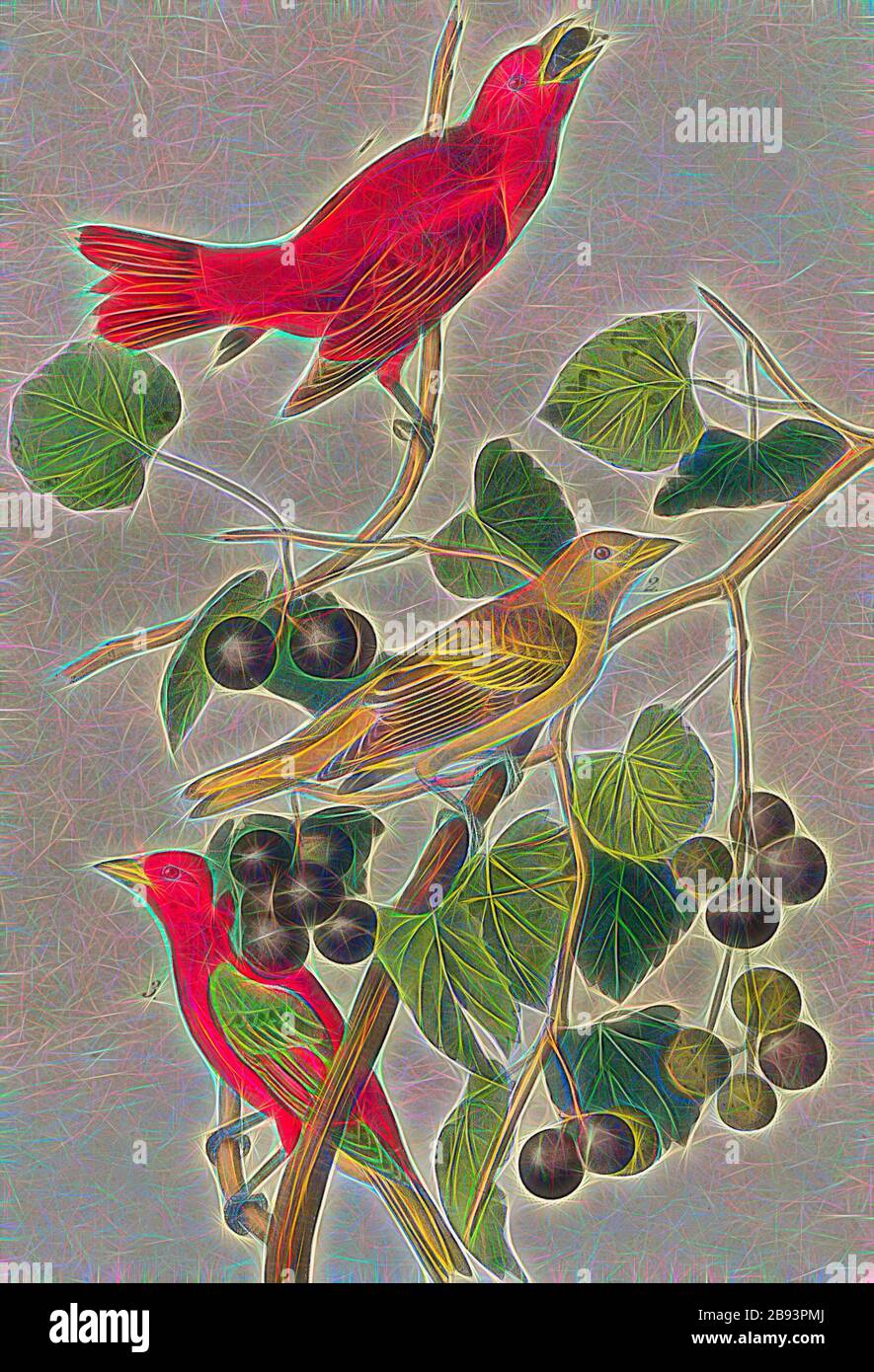 Summer Red-bird - Muscadine selvatico, Vitis rotundifolia, Mich, Sommertangar (Piranga rubra, Pyranga aestiva), Grapevine, firmato: J.J. Audubon, J.T. Bowen, litografia, pl. 208 (vol 3), Audubon, John James (disegnato), Bowen, J. T. (lith.), 1856, John James Audubon: Gli uccelli d'America: Da disegni fatti negli Stati Uniti e nei loro territori. New York: Audubon, 1856, Reimaged by Gibon, design di calda allegra luce di luminosità e raggi di luce radianza. Arte classica reinventata con un tocco moderno. Fotografia ispirata al futurismo, che abbraccia l'energia dinamica della tecnologia moderna, del movimento, della velocità Foto Stock