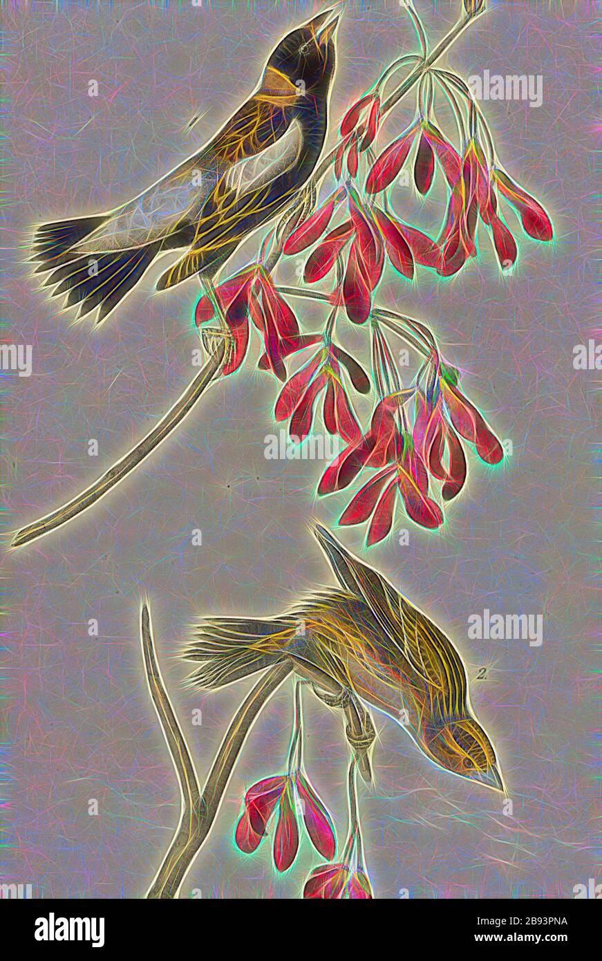 Vagabondaggio Rice-Bird - Red Maple Acer rubrum, riso-corteccia, anche Bobolink (Dolichonyx oryzivorus), acero rosso, firmato: J.J. Audubon, J.T. Bowen, litografia, Pl. 211 (vol 4), Audubon, John James (disegnato), Bowen, J. T. (lith.), 1856, John James Audubon: Gli uccelli d'America: Da disegni fatti negli Stati Uniti e nei loro territori. New York: Audubon, 1856, Reimaged by Gibon, design di calda allegra luce di luminosità e raggi di luce radianza. Arte classica reinventata con un tocco moderno. Fotografia ispirata al futurismo, che abbraccia l'energia dinamica della tecnologia moderna, del movimento, della velocità e della rivoluzione Foto Stock