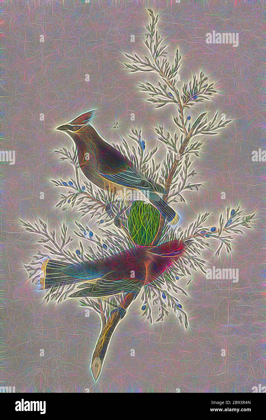 Cedarbird, o Cedar Wax-Wing - Cedro Rosso, Eurasian Wyvern (Bombycilla), Virgin Juniperus virginiana, firmato: J.J. Audubon, J.T. Bowen, litografia, Pl. 246 (vol 4), Audubon, John James (disegnato), Bowen, J. T. (lith.), 1856, John James Audubon: Gli uccelli d'America: Da disegni fatti negli Stati Uniti e nei loro territori. New York: Audubon, 1856, Reimaged by Gibon, design di calda allegra luce di luminosità e raggi di luce radianza. Arte classica reinventata con un tocco moderno. Fotografia ispirata al futurismo, che abbraccia l'energia dinamica della tecnologia moderna, del movimento, della velocità e della r Foto Stock