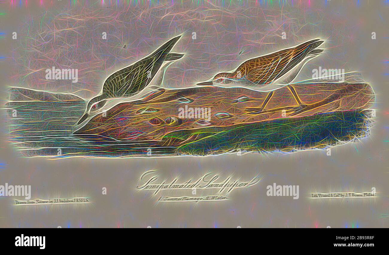 Sandpiper semipalmato, Sandpiper (Calidris pusilla, Tringa semipalmata), firmato: J.J. Audubon, J.T. Bowen, litografia, Pl. 336 (vol 5), Audubon, John James (disegnato), Bowen, J. T. (lith.), 1856, John James Audubon: Gli uccelli d'America: Da disegni fatti negli Stati Uniti e nei loro territori. New York: Audubon, 1856, Reimaged by Gibon, design di calda allegra luce di luminosità e raggi di luce radianza. Arte classica reinventata con un tocco moderno. La fotografia ispirata al futurismo, abbracciando l'energia dinamica della tecnologia moderna, del movimento, della velocità e rivoluzionando la cultura. Foto Stock