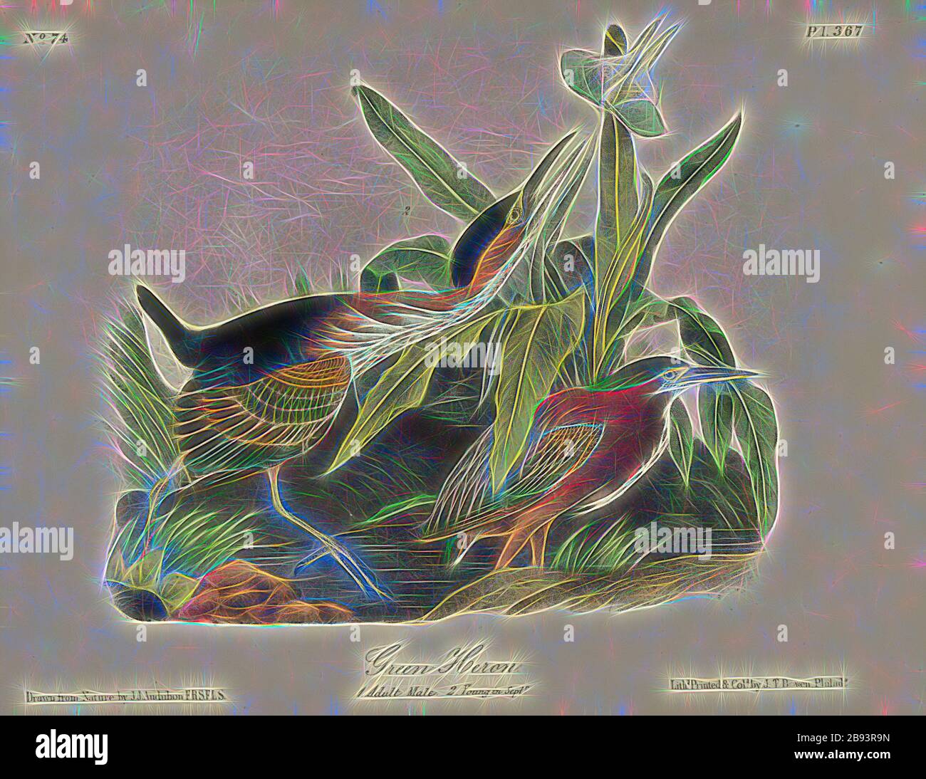 Green Heron, Green Heron (Butorides virescens, Ardea virescens), firmato: J.J. Audubon, J.T. Bowen, litografia, Pl. 367 (Vol 6), Audubon, John James (disegnato), Bowen, J. T. (lith.), 1856, John James Audubon: Gli uccelli d'America: Da disegni fatti negli Stati Uniti e nei loro territori. New York: Audubon, 1856, Reimaged by Gibon, design di calda allegra luce di luminosità e raggi di luce radianza. Arte classica reinventata con un tocco moderno. La fotografia ispirata al futurismo, abbracciando l'energia dinamica della tecnologia moderna, del movimento, della velocità e rivoluzionando la cultura. Foto Stock