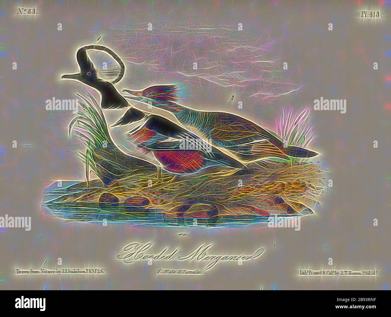 Hooded Merganser, Sawmill (Mergus cucullatus), firmato: J.J. Audubon, J.T. Bowen, litografia, Pl. 413 (Vol 6), Audubon, John James (disegnato), Bowen, J. T. (lith.), 1856, John James Audubon: Gli uccelli d'America: Da disegni fatti negli Stati Uniti e nei loro territori. New York: Audubon, 1856, Reimaged by Gibon, design di calda allegra luce di luminosità e raggi di luce radianza. Arte classica reinventata con un tocco moderno. La fotografia ispirata al futurismo, abbracciando l'energia dinamica della tecnologia moderna, del movimento, della velocità e rivoluzionando la cultura. Foto Stock