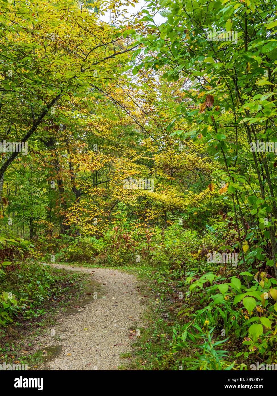Colore autunnale sul sentiero di contemplazione, Cave Point County Park, Door County, Wisconsin. Foto Stock