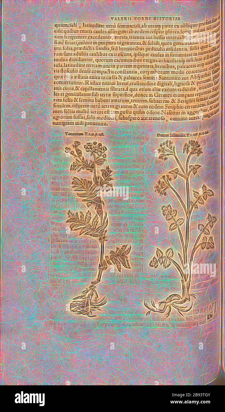 Tanacetum, Daucus Selinoides, Illustrazione di un fiore di usura e di una pianta chiamata Daucus Selinoides dal 16th secolo, Fig. 126, p. 154v, 1561, Valerius Cordus, Konrad Gessner, Benedictus Aretius, Pedanius Dioscorides: In hoc volumine continentur Valerii cordi Simesusii annotationes in Pedacii Dioscoridis Anazarbei de medica materia libros V. [...]. Argentorati: Excudebat Josias Rielius 1561, Reimagined by Gibon, disegno di caldo allegro di luminosità e di raggi di luce radianza. Arte classica reinventata con un tocco moderno. Fotografia ispirata al futurismo, che abbraccia l'energia dinamica del mod Foto Stock