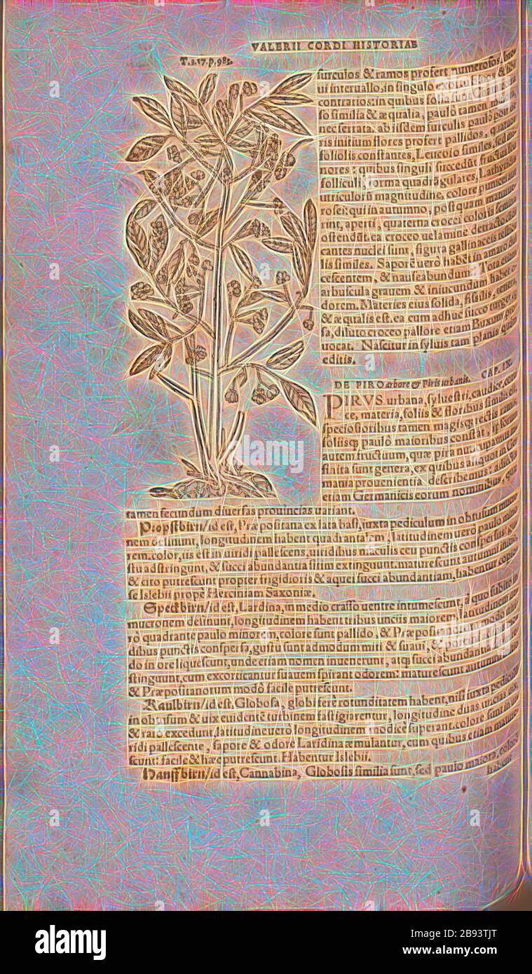 Anonimo, Illustrazione di un arbusto del 16th secolo, Fig. 166, p. 176v, 1561, Valerius Cordus, Konrad Gessner, Benedictus Aretius, Pedanius Dioscorides: In hoc volumine continentur Valerii cordi Simesusii annotationes in Pedacii Dioscoridis Anazarbei de medica materia bibliocs V. [...]. Argentorati: Excudebat Josias Rielius 1561, Reimagined by Gibon, disegno di caldo allegro di luminosità e di raggi di luce radianza. Arte classica reinventata con un tocco moderno. La fotografia ispirata al futurismo, che abbraccia l'energia dinamica della tecnologia moderna, del movimento, della velocità e rivoluziona la cultura. Foto Stock