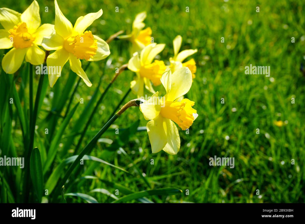 Narcisi gialle in un giorno di primavera soleggiato - primi fiori di primavera. Il nome latino di daffodil è 'narcissus'. In Germania, si chiama Osterglocke. Foto Stock