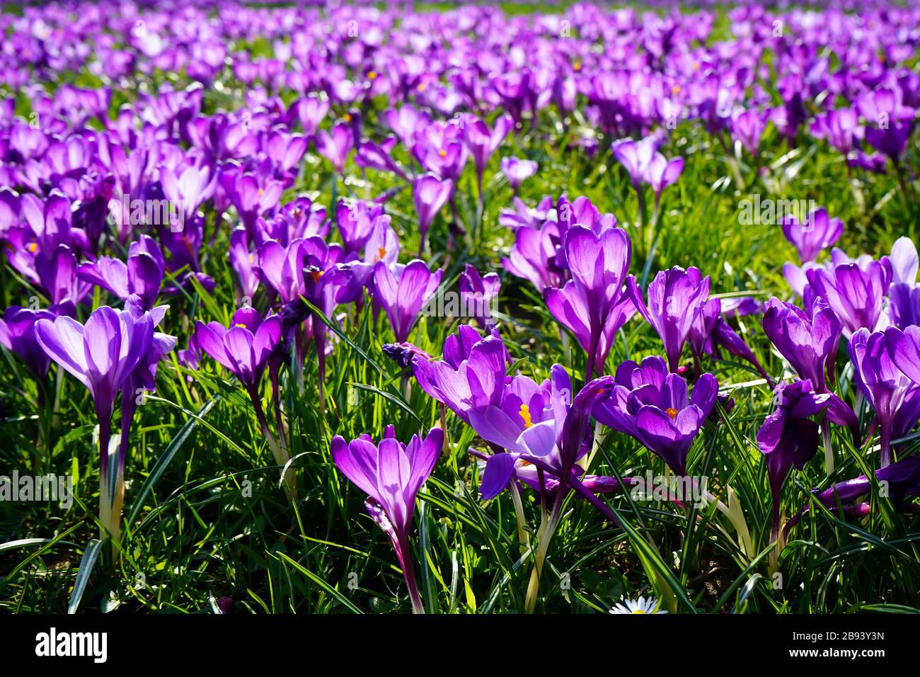 Vivaci fiori di croco viola in un lussureggiante prato verde. Il sole splende attraverso i fiori da dietro. Godendo i fiori di prima primavera, umore positivo Foto Stock