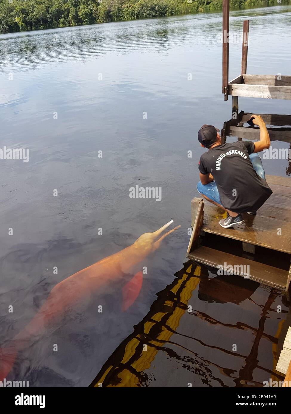 Delfini rosa nella città di Manaus Amazon capitale in Brasile Foto Stock