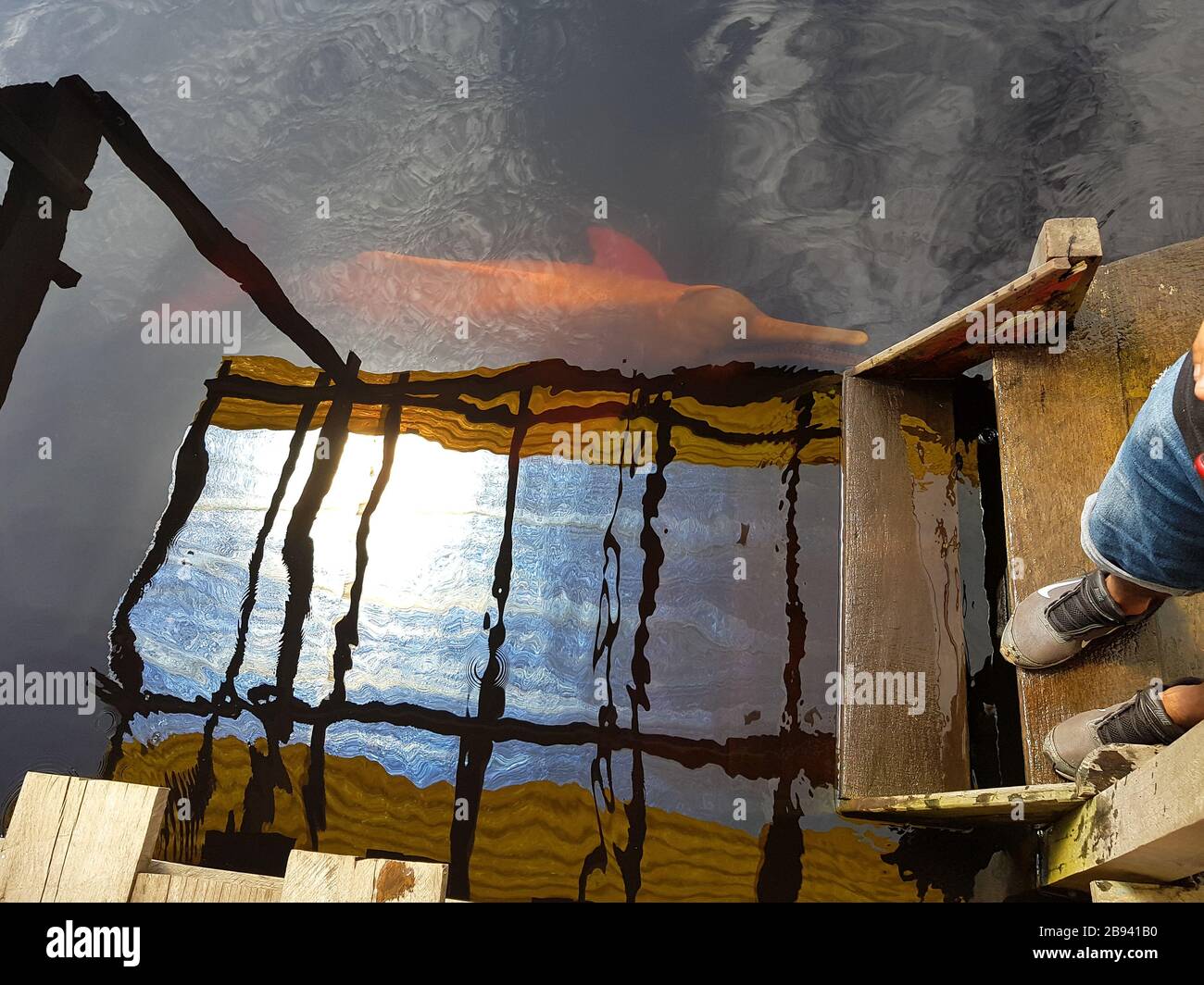 Delfini rosa nella città di Manaus Amazon capitale in Brasile Foto Stock