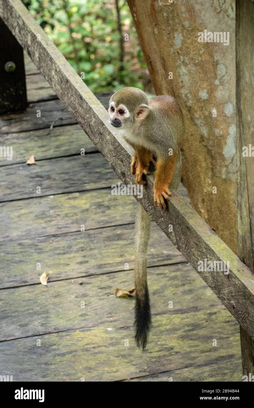 Piccola scimmia marrone nella città di Manaus, capitale amazzonica In Brasile Foto Stock