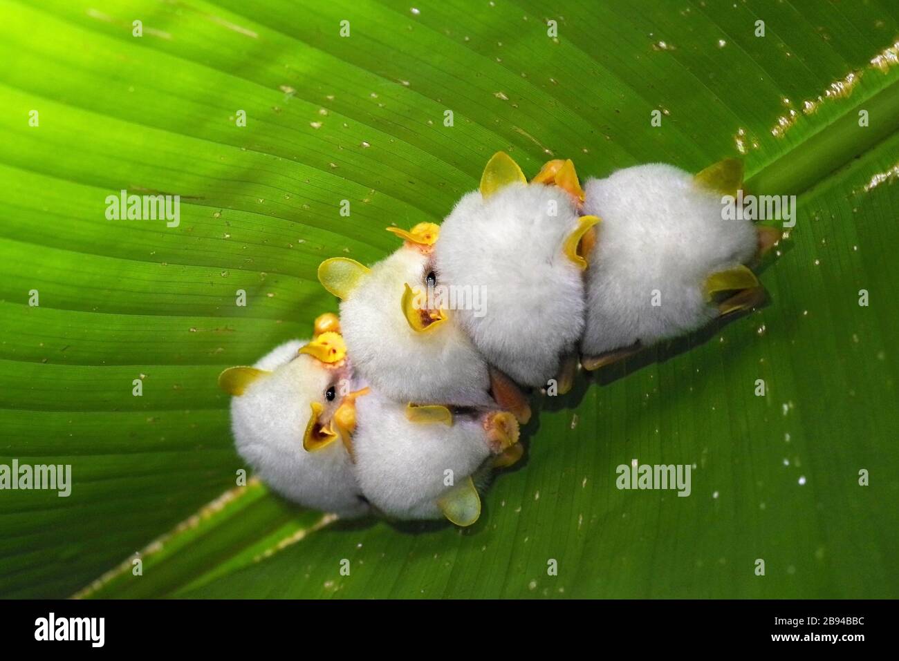 Una colonia di pipistrelli bianchi dell'Honduran (Ectophylla alba) sparò nella riserva di la Selva, Costa Rica Foto Stock