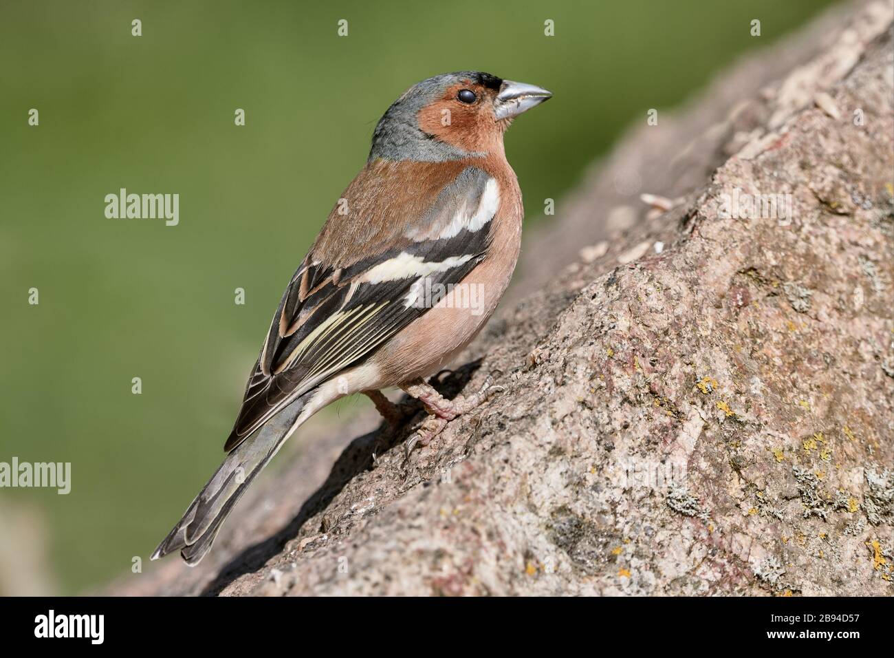 Chaffinch selvatico (specie di uccelli, Coelebs di fringilla) in piedi su una roccia in natura e mangiare cibo di uccelli Foto Stock