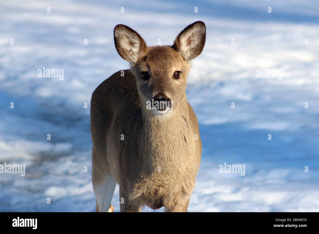 Un Yearling si trova nella neve staring Foto Stock