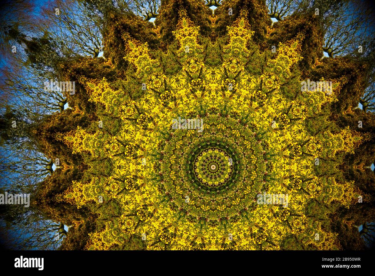 Immagine del caleidoscopio astratto giallo e verde basata su piante di brughiera a Suffolk, Regno Unito. Foto Stock