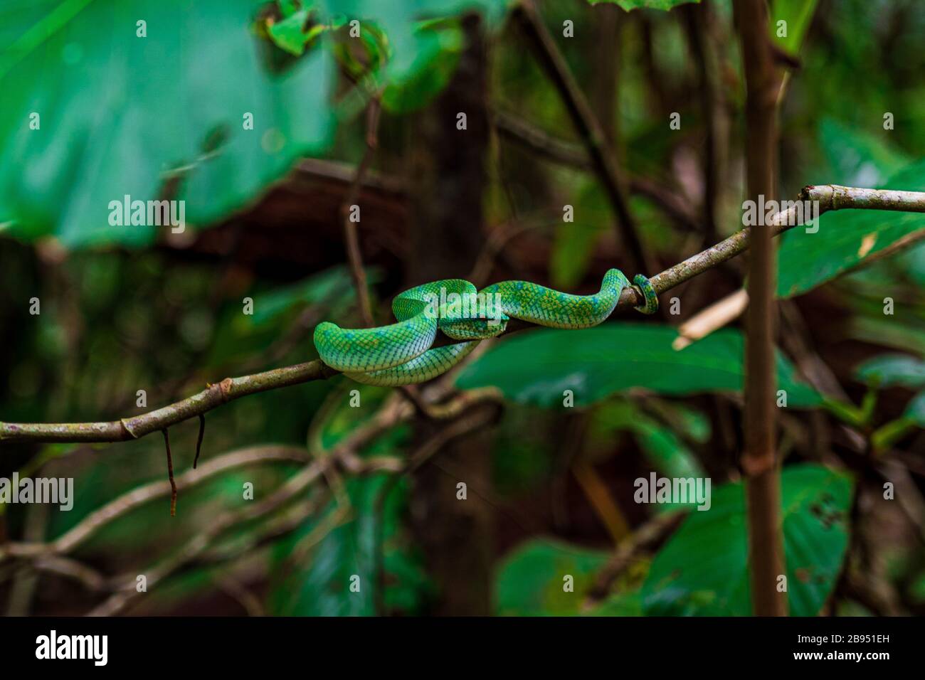Splendidamente feisty Bornean Keeled Pit Viper (Tropidolaemus subannullatus), camaflouged nella foresta. Questo è un serpente velenoso, in attesa della sua preda. Foto Stock
