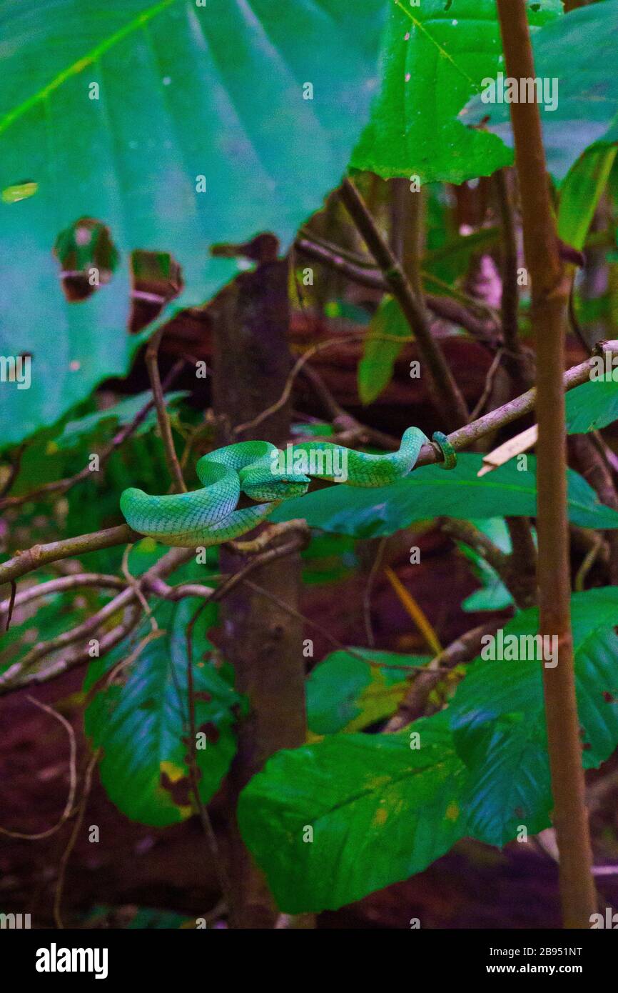 Splendidamente feisty Bornean Keeled Pit Viper (Tropidolaemus subannullatus), camaflouged nella foresta. Questo è un serpente velenoso, in attesa della sua preda. Foto Stock