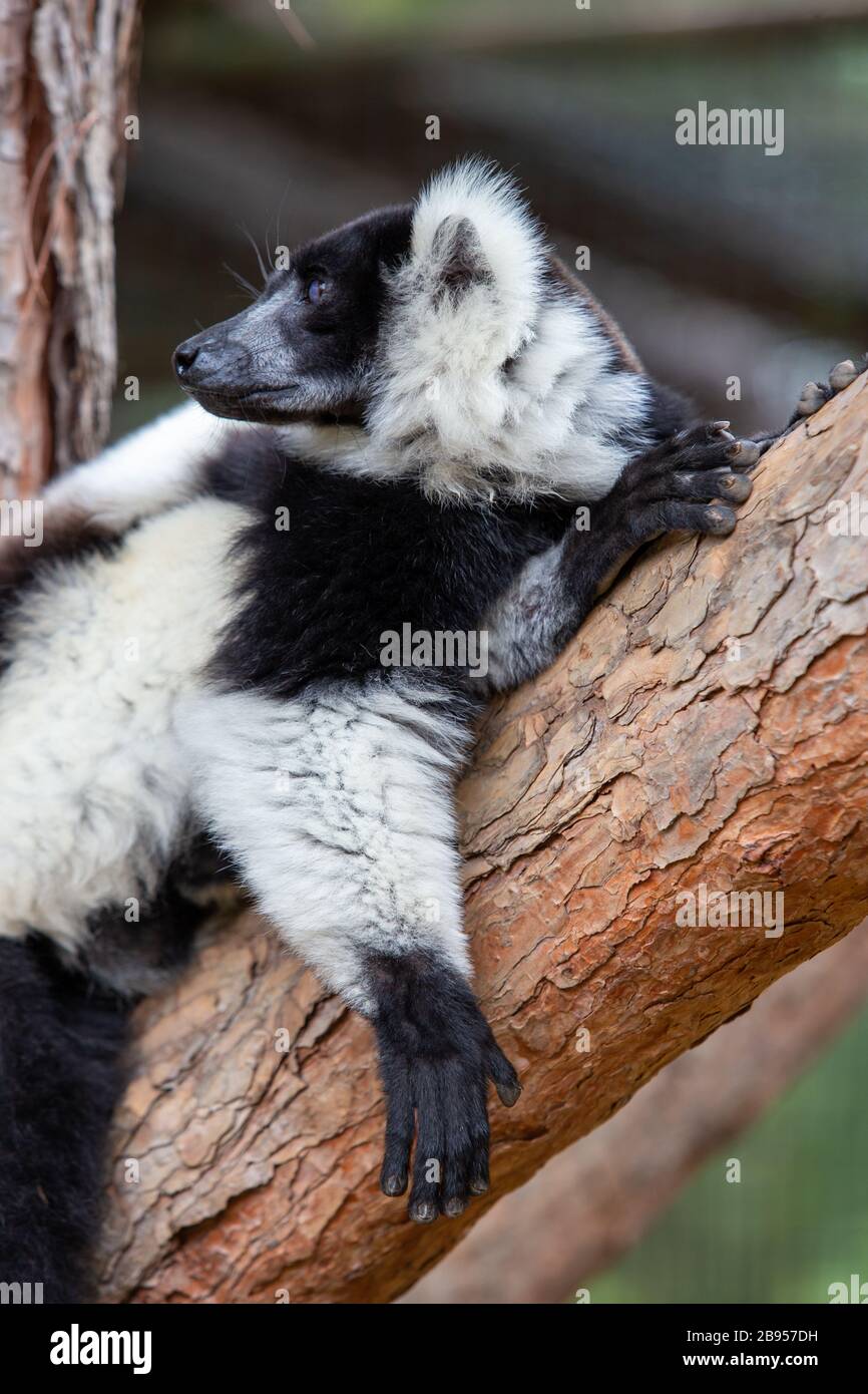 Ruffati Lemuri ruffati in bianco e nero immagini e fotografie stock ad alta ...