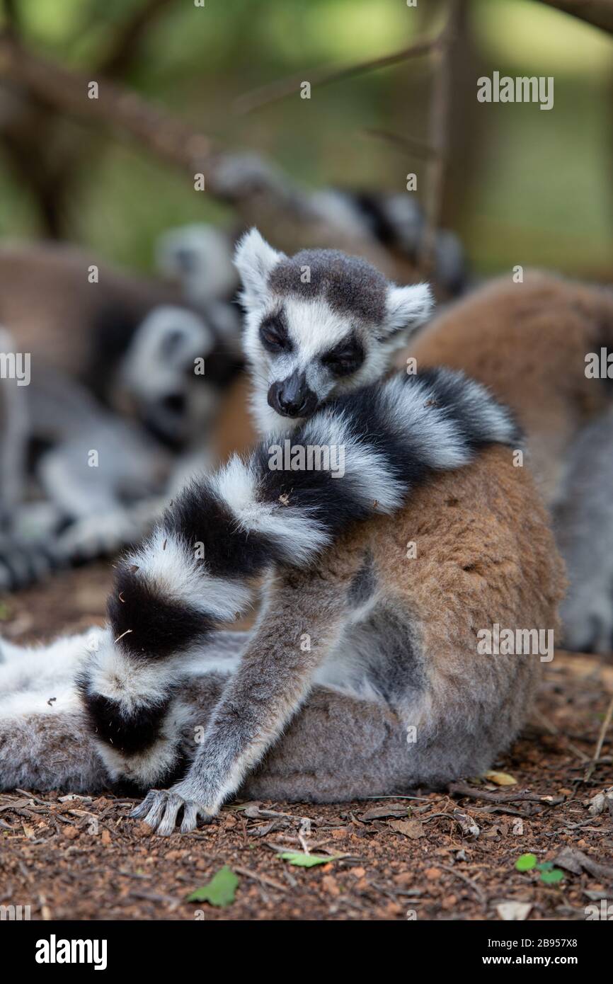 Lemuri con coda ad anello, noti anche come Maki, nel Parco dei lemuri in Madagascar Foto Stock