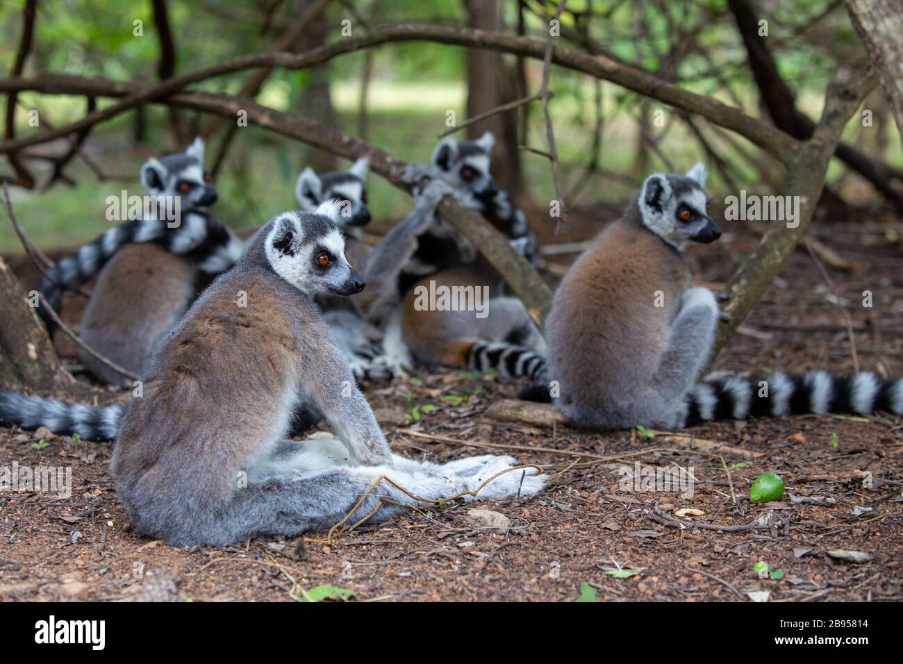 Lemuri con coda ad anello, noti anche come Maki, nel Parco dei lemuri in Madagascar Foto Stock