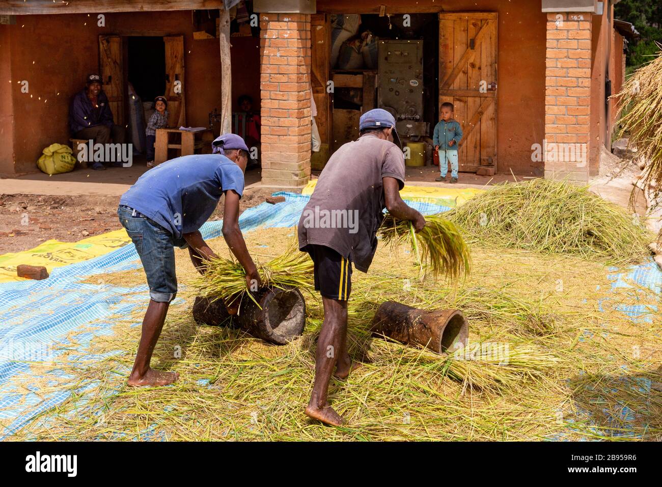 Riso da trebbiatura a mano vicino ad Ambosittra, Madagascar Foto Stock