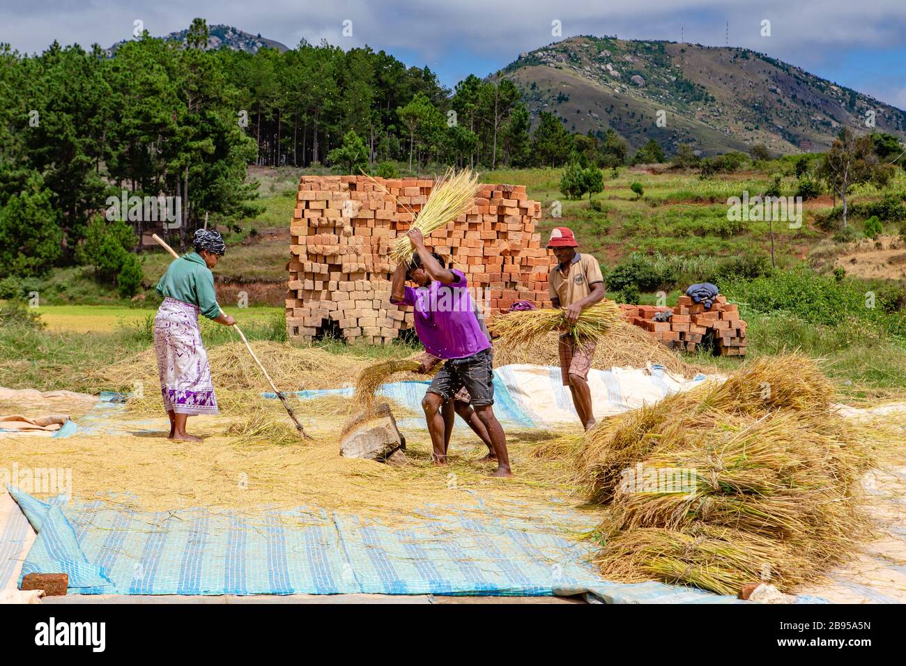 Riso da trebbiatura a mano vicino ad Ambosittra, Madagascar Foto Stock