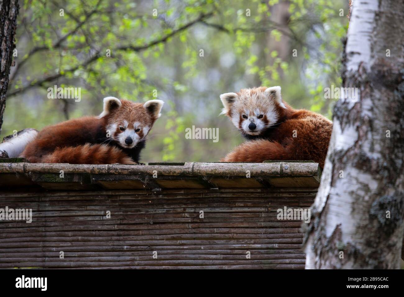 Un paio di Pandas Ailurus Fulgens rosso prigioniero adagiato su una sporgenza in legno in un parco naturale scozzese Foto Stock