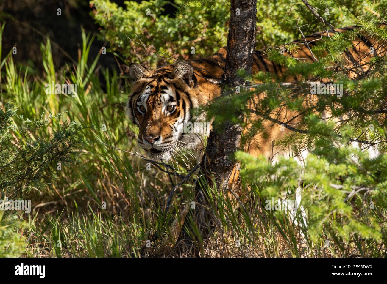 Stalking della tigre siberiana al Triple D in Montana Foto Stock