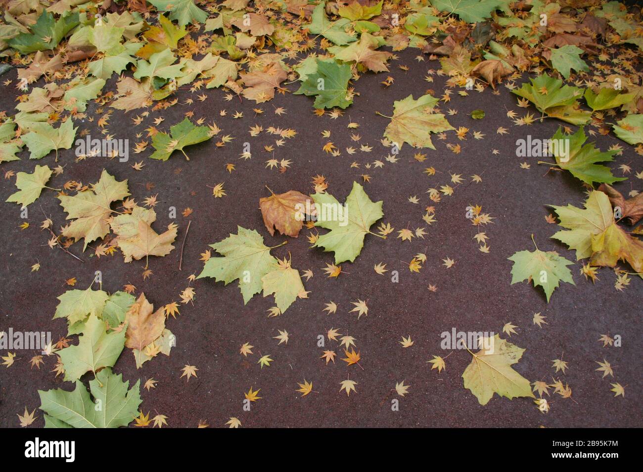 Foglie di autunno sul terreno Foto Stock