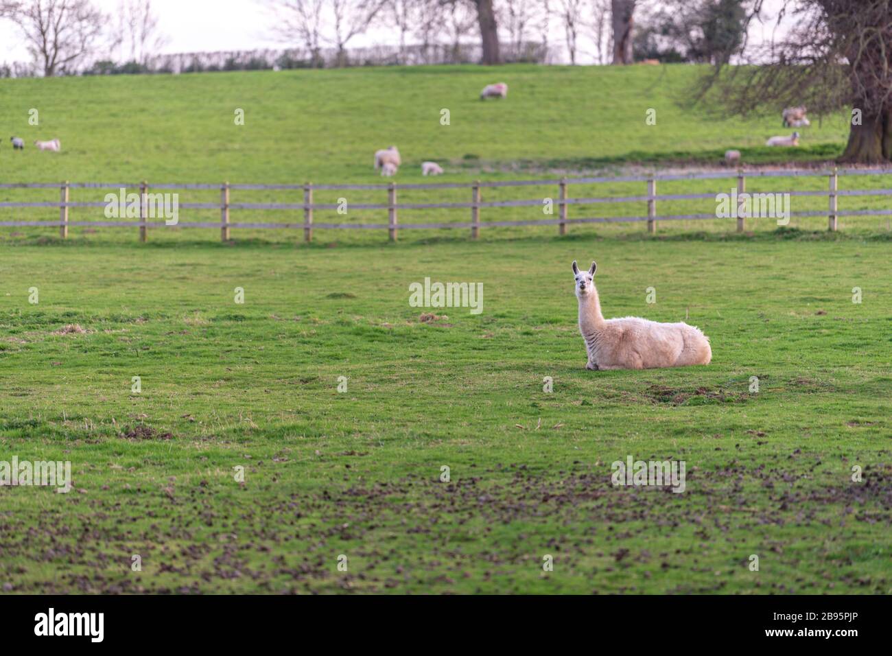 La bella Alpacas che vagano sul campo. Foto Stock