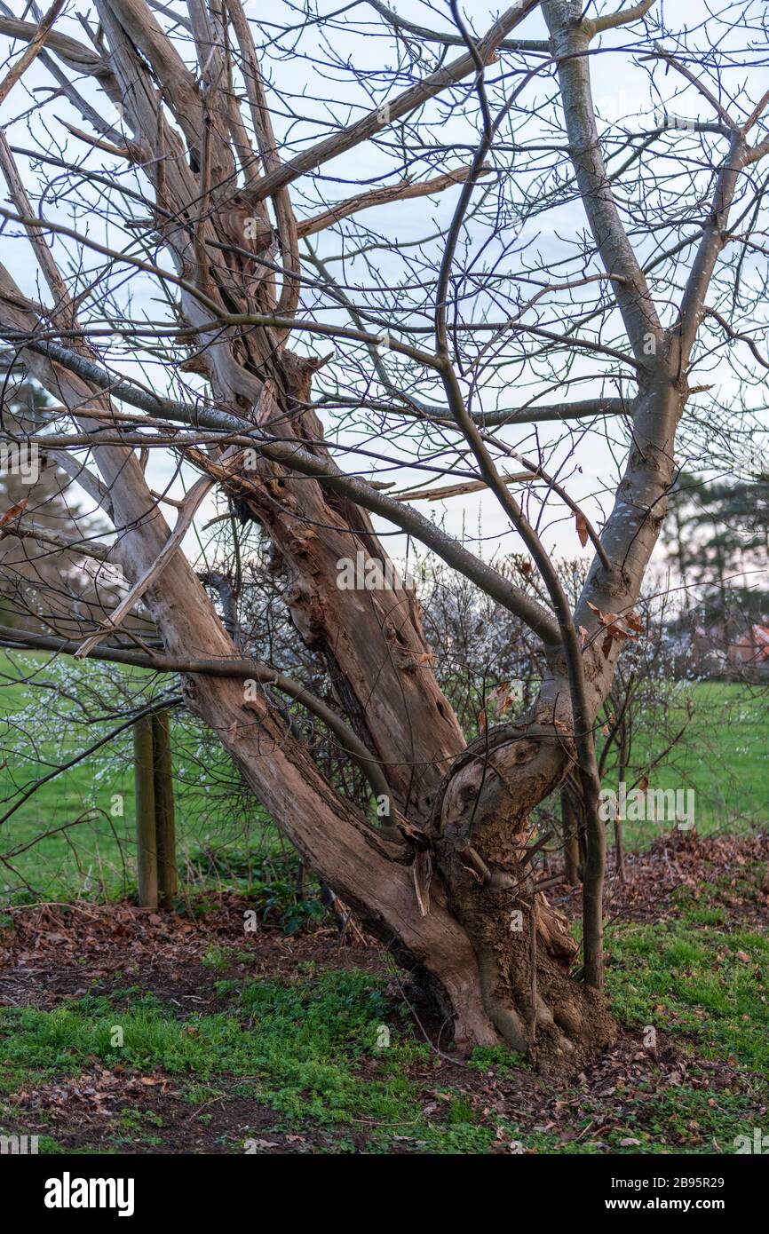 Albero cespuglio con sfondo autunno Foto Stock