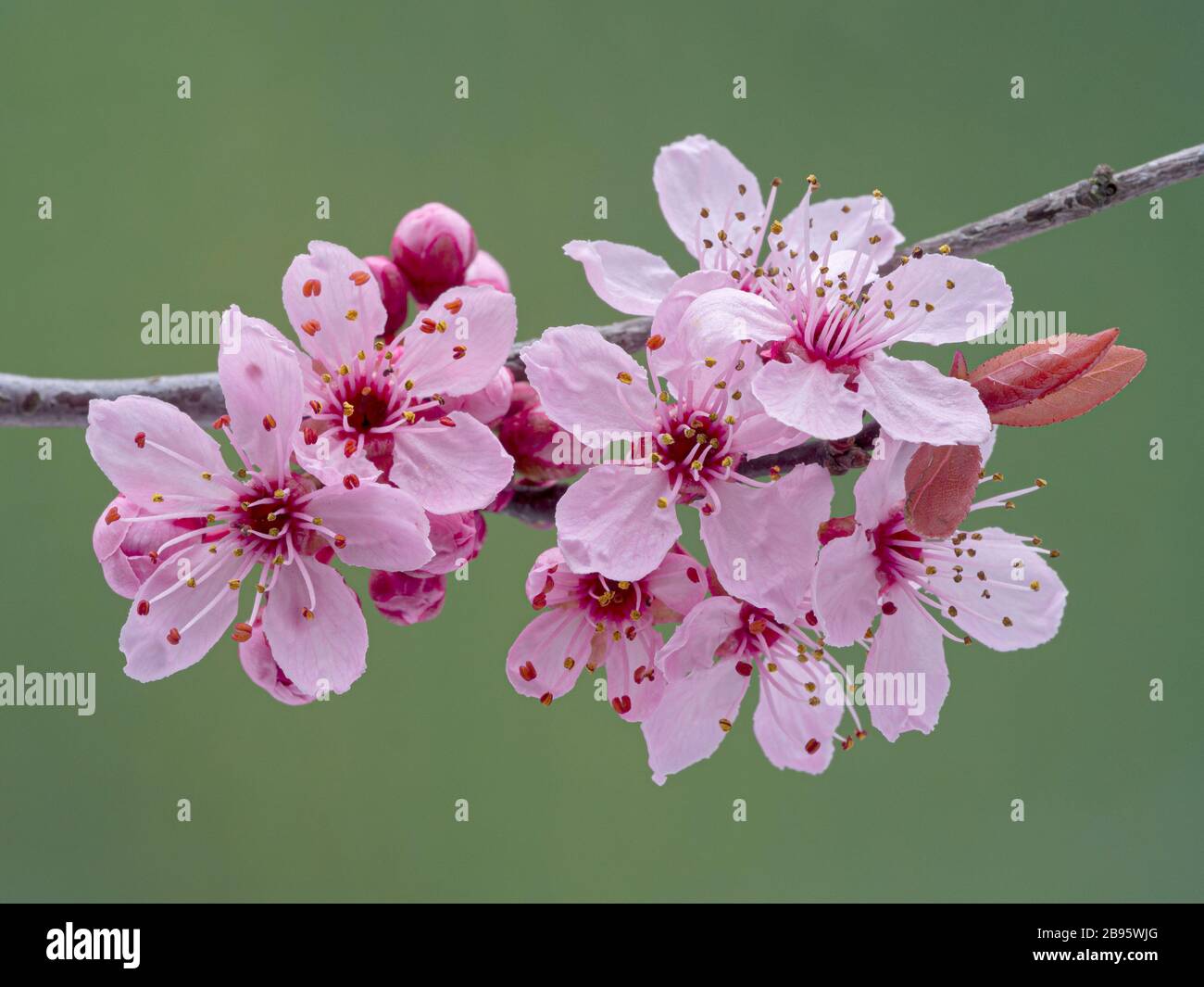 Primo piano dei fiori primaverili di un albero di susina (specie di Prunus) che fiorisce a Ladner, Delta, British Columbia, Canada Foto Stock